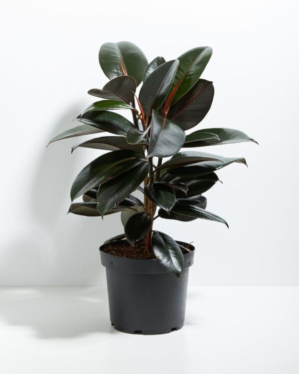 Rubber Plant