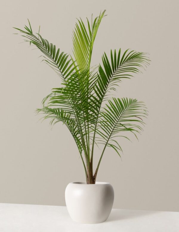 Majesty Palm 