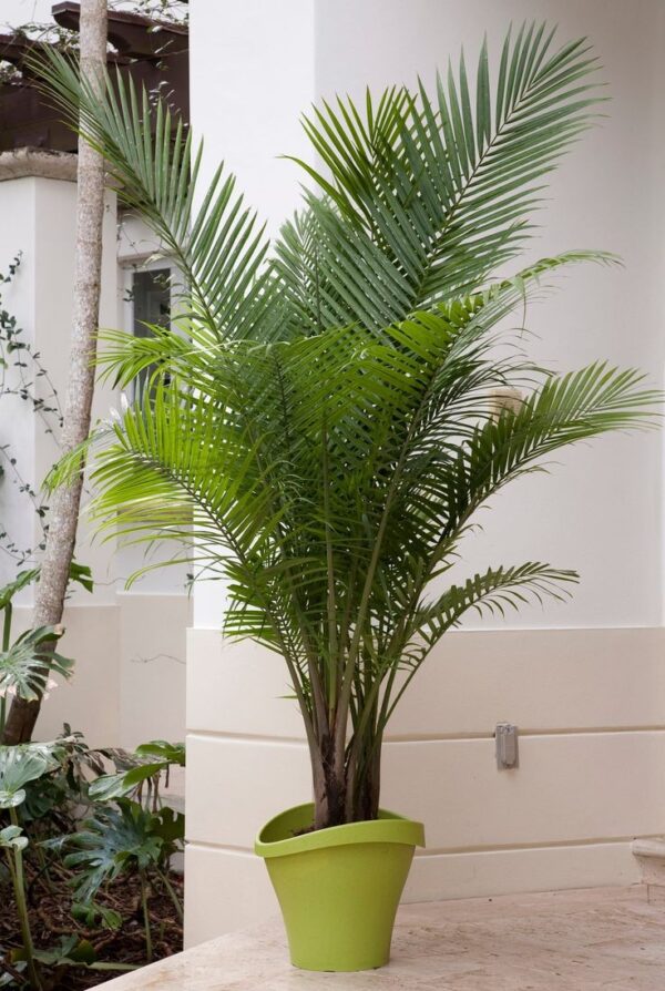 Majesty Palm - Image 2