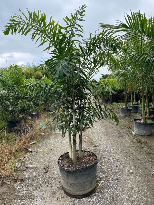 Foxtail Palm