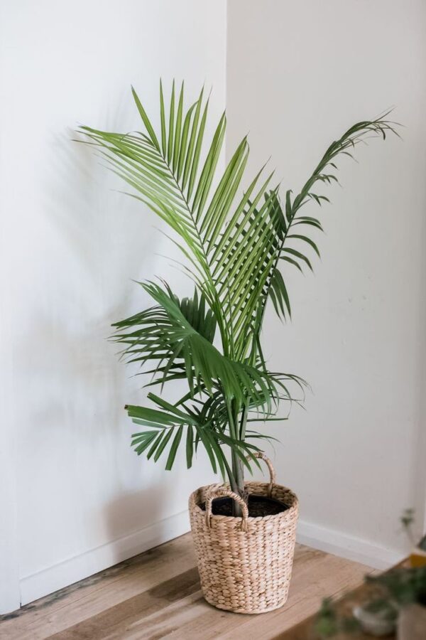 Majesty Palm - Image 4